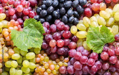  mix of colorful grape as background, top view