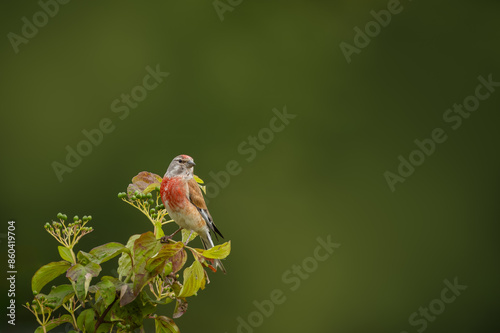 A male common linnet sits atop a green bush and looks toward the camera lens with a green background on a cloudy summer evening.