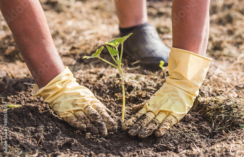 The hands of an elderly woman hold a young plant in the ground. Pumpkin seedlings are planted in the ground. Close-up. The concept of spring planting of vegetables and agriculture.