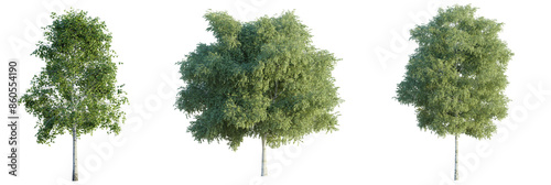  Betula pendula tree 4k png cutout isolate