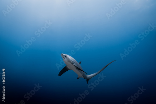 Thresher Shark