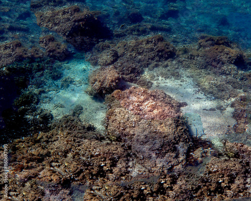 Ripresa subacquea del fondale marino con rocce e coralli 688c89