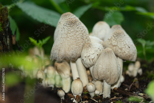 wild inedible mushrooms against green foliage