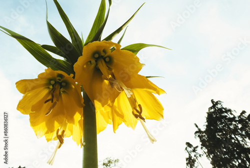 Close-up of vibrant yellow Fritillaria imperialis flowers with green leaves against a bright sky, showcasing their unique, drooping bell shape and intricate details.