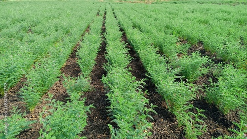 Chickpea farm 