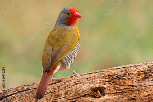 A colorful male green-winged pytilia (Pytilia melba) perched on a branch, South Africa.