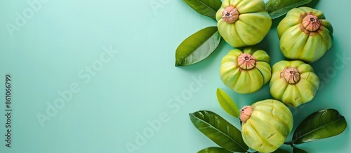 Garcinia Cambogia Isolated on pastel background Garcinia. with copy space image. Place for adding text or design