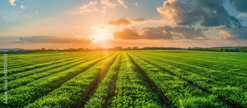 Agricultural background with field of freshly cut alfalfa and leading lines leading to copy space in sky. Copy space image. Place for adding text or design