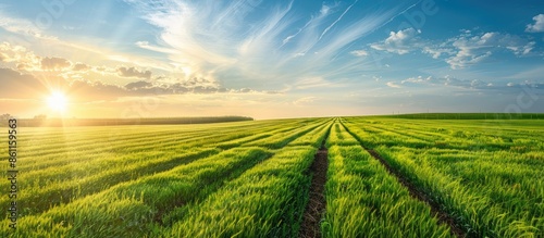 Agricultural background with field of freshly cut alfalfa and leading lines leading to copy space in sky. Copy space image. Place for adding text or design