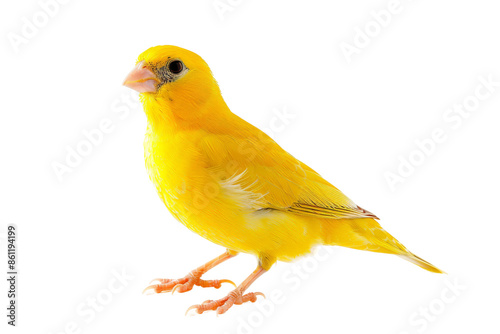 Cute canary bird resting isolated on transparent background