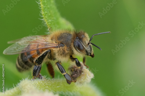 Detailed closeup on a worker European honeybee, Apis mellifera resting in the vegetation