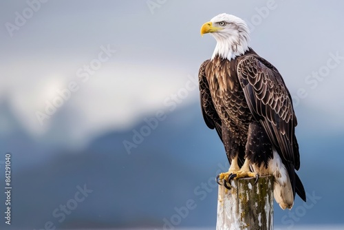 Alaskan bald eagle sitting on a pier piling