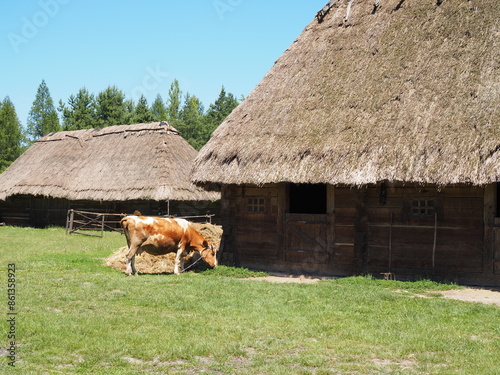 Krowa i stare chaty pokryte strzechą w skansenie