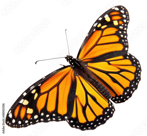 PNG Monarch butterfly animal insect white background.