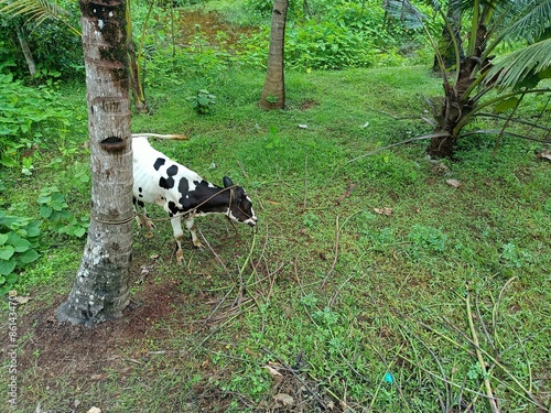 Cattle are large, domesticated, bovid ungulates widely kept as livestock. They are prominent modern members of the subfamily Bovinae