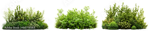 Green bushes with white flowers for garden design isolated on transparent or white background