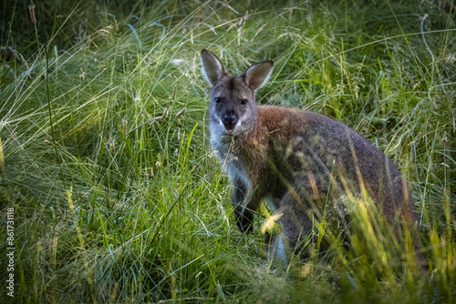 An adult swamp wallaby stands on the green grass and looks right toward the camera lens on a sunny summer evening. 