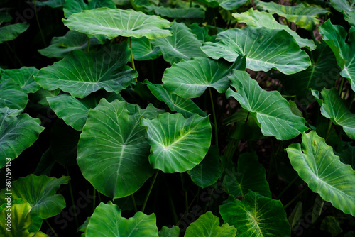 The texture and motif of the taro leaf is unique, tubers eaten as a root crop. Lush green leaves nature wallpaper and background.