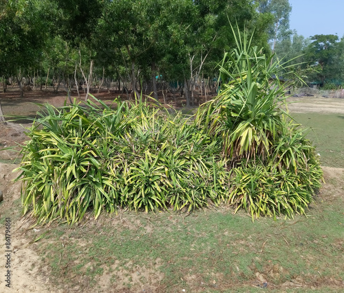 "Hala" or Pandanus tectorius plant. The key selling point of this plant is foliage. long and smooth leaf, cluster into clump. good growing beside see.