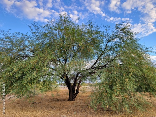 Arizona Mesquite tree, Prosopis, with yellow-white dry seedpods hanging from branches and scattered all over its crown on the ground