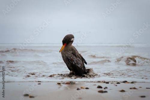 Cormorán en reposo