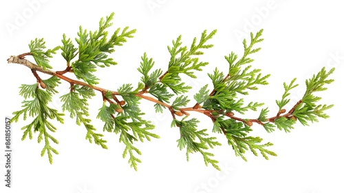 Fresh Green Thuja Branch Isolated on White Background. Evergreen Coniferous Tree Sprig, Natural Design Element.