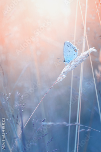 Motyl Modraszek ikar (Polyommatus icarus), letni poranek, łąka z owadami