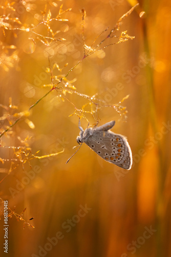 Motyl Modraszek ikar (Polyommatus icarus), letni poranek, łąka z owadami