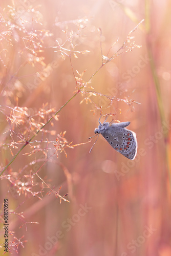 Motyl Modraszek ikar (Polyommatus icarus), letni poranek, łąka z owadami