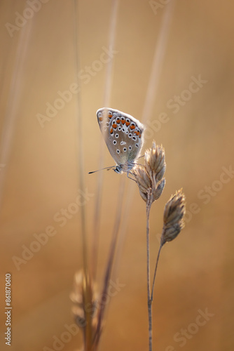 Motyl Modraszek ikar (Polyommatus icarus), letni poranek, łąka z owadami