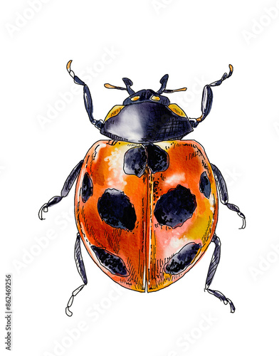 ナナホシテントウ/Coccinella septempuncutata Linnaeus,1758