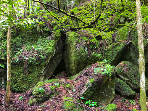 奈良・室生火山群 室生火山渓谷 苔むした石