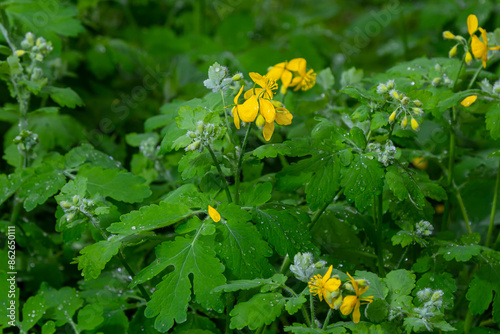 Greater celandine or chelidonium majus is a perennial herbaceous flowering plant used in folk medicine