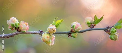 Underdeveloped, small, green peaches on a branch during spring, with copy space image.