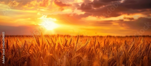 Sunset over a rural wheat field with ripening ears under an orange cloudy sky. Close-up nature photo with the setting sun and copy space for text. Rich harvest concept.