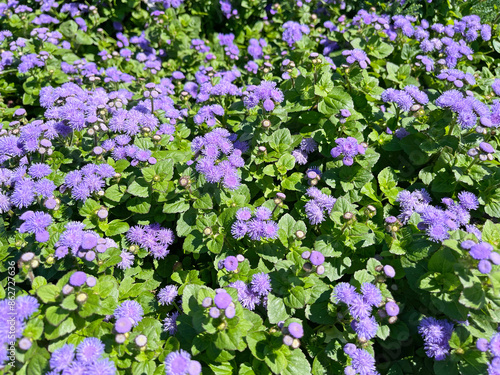 Gauston's ageratum in summer, background 