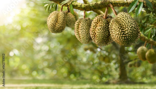 Durian fruit hanging on tree in durian farm.