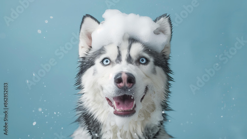 cute blue eyed husky dog was washed with shampoo and foam on its head, having a happy expression and playful mood, on a pastel blue smooth background