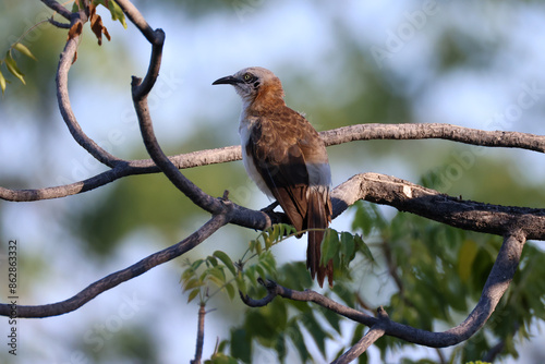 bare-cheeked babbler in Namibia