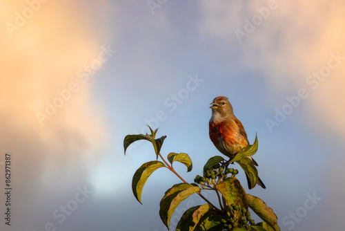 A male common linnet sits atop of green bush and sings its song toward the camera lens on a sunny summer evening with a cloudy blue sky.