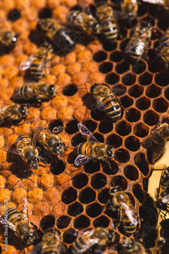 Bees in a hive on a honeycomb