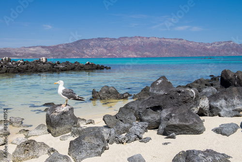 Beautiful beach on Coronado Island on a sunny and calm day to enjoy the vacation and admire the nature of Baja California Sur. Mexico. A sea bird resting on a rock and mountains in the background. 