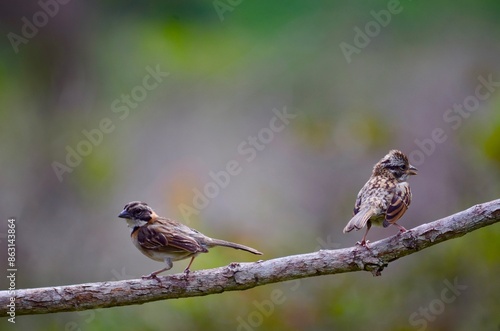 Os Pardais, Foto tirada na Chapada Diamantina em uma linda harmonia.