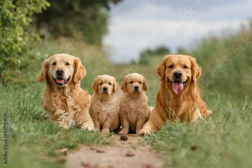 family dog ​​golden retriever labrador on the road. adult golden retriever dogs with cute newborn puppies