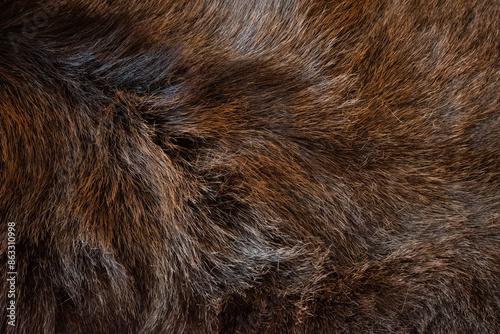 fur of wild boar close up