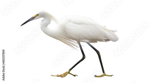 Graceful Snowy Egret on transparent background