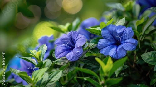 Blooming of Ruellia simplex flowers in a home garden