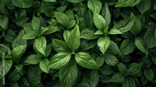 green texture Green fern leaf texture, nature background, tropical leaf, Generative AI