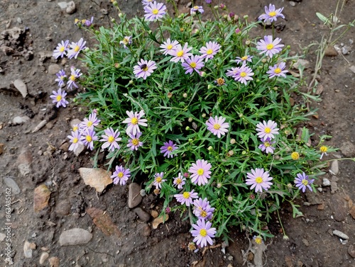 A bush of small purple brachycoma flowers on a flower bed. Natural backgrounds and textures from small flowers.