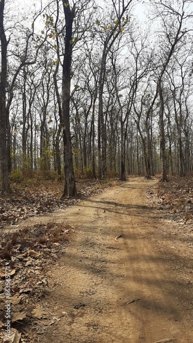 view of teak forest in the dry season on the island of Java